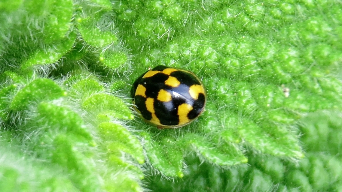 Propylea quatuordecimpunctata - tizennégypettyes füsskata
