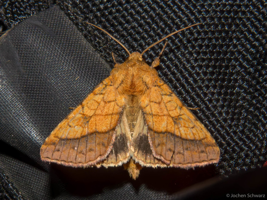 Pyrrhia umbra - iglicebagoly