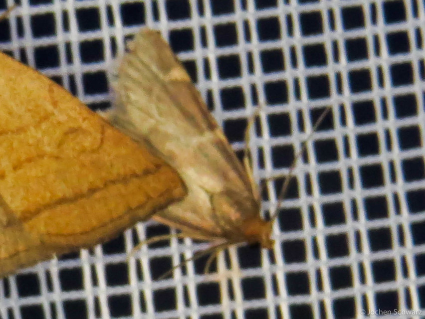 Hypsopygia rubidalis - vörös fényilonca
