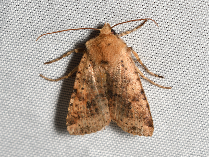 Conistra rubiginea - vörös őszibagoly