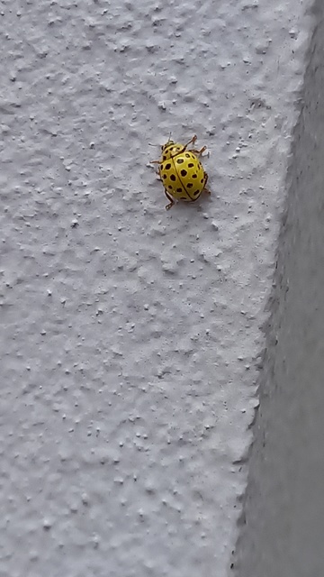 Psyllobora vigintiduopunctata - huszonkétpettyes katica