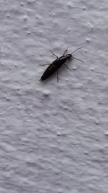 Philonthus