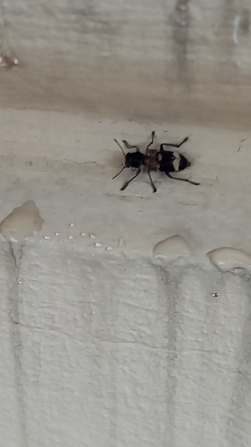 Clerus mutillarius - feketenyakú szúfarkas