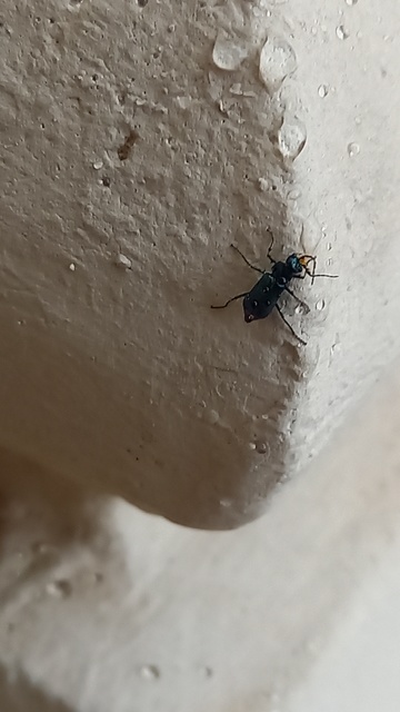 Malachius bipustulatus - kétfoltos bibircsesbogár