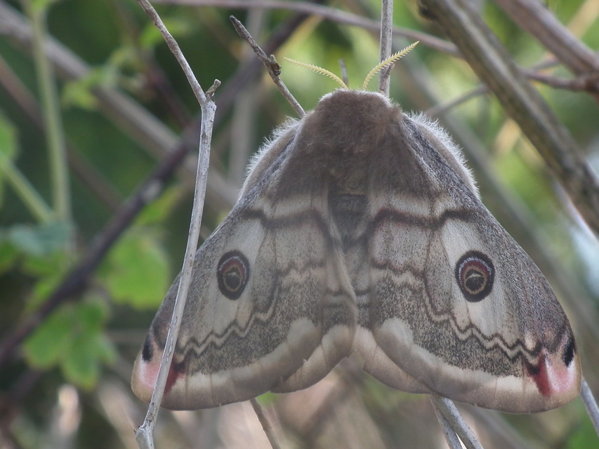 Saturnia pavoniella/pavonia