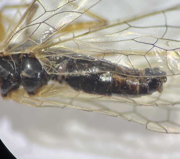 Dichrostigma flavipes