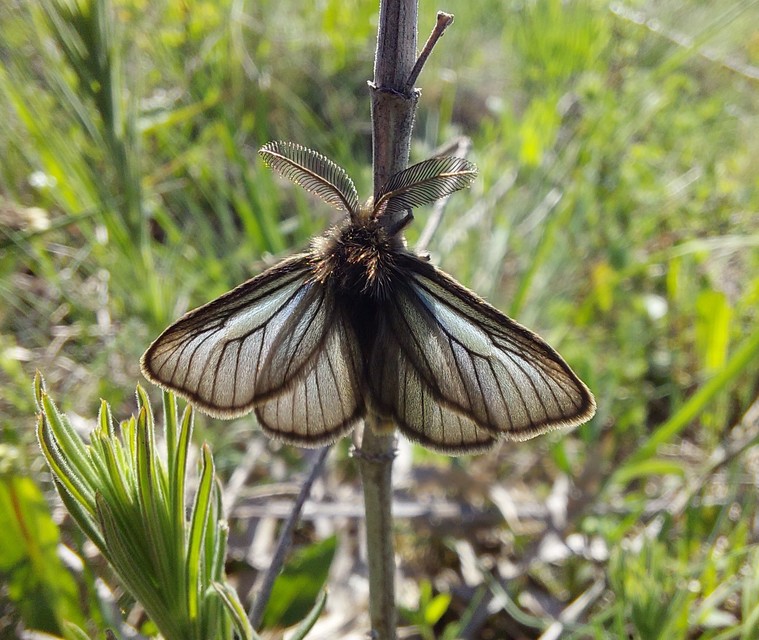 Pentophera morio - réti gyapjaslepke