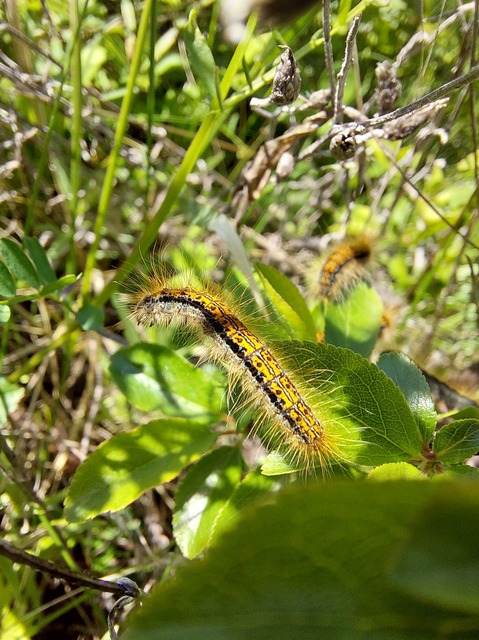Malacosoma castrensis - kutyatejszövő