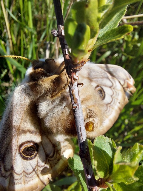 Saturnia pavoniella/pavonia