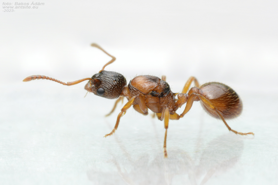 Myrmica rubra - közönséges bütyköshangya