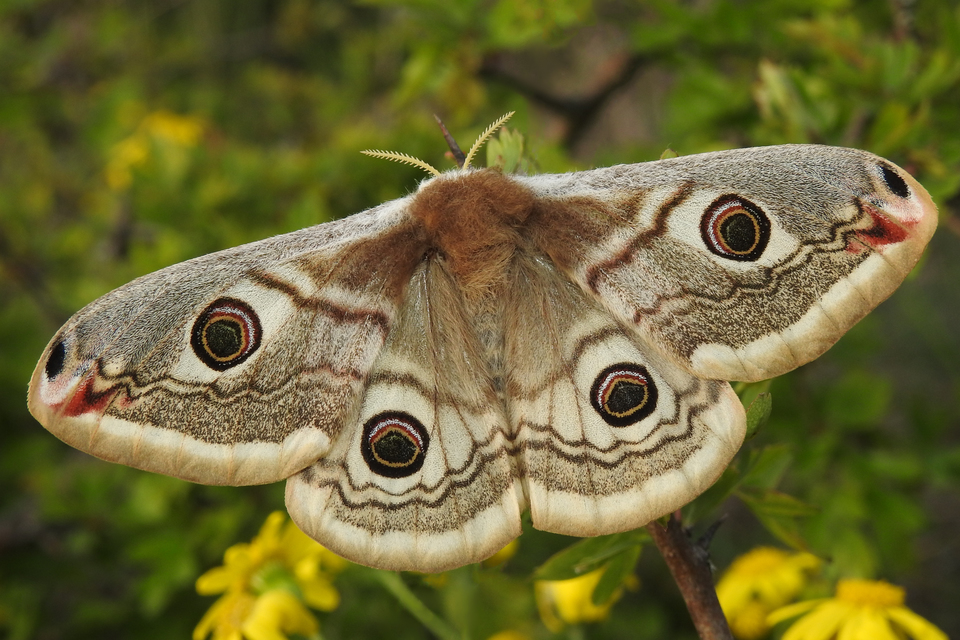 Saturnia pavoniella/pavonia
