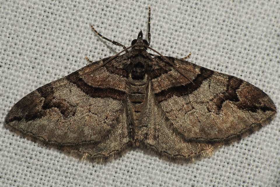 Pareulype berberata - sóskafa-tarkaaraszoló