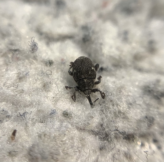 Thamiocolus viduatus - barnás fésűsormányos