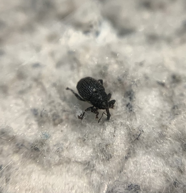 Glocianus pilosellus - szőrös gömbdedormányos