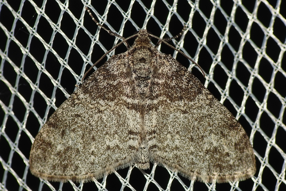 Lobophora halterata - szárnyfüggelékes araszoló