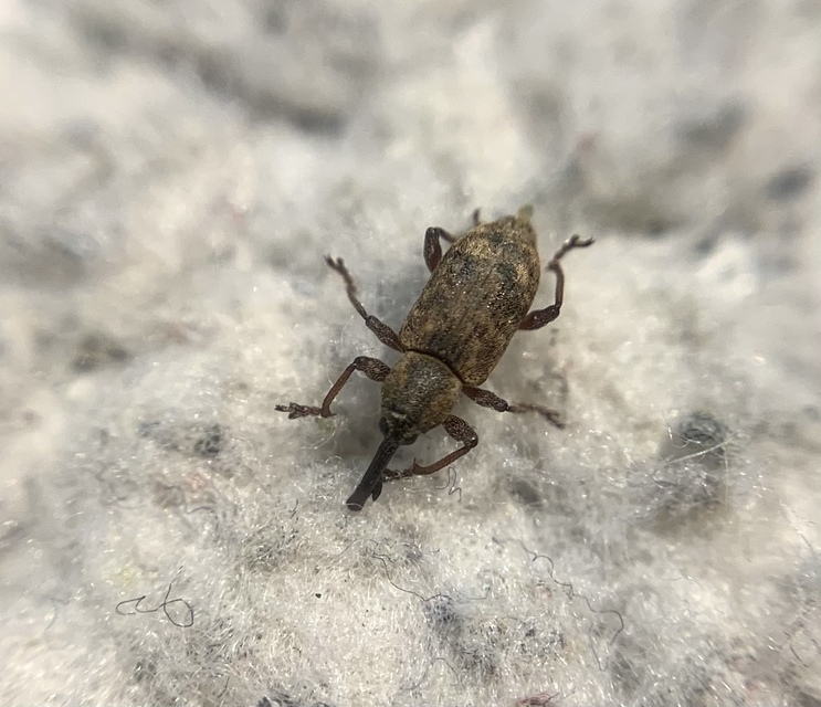 Thryogenes scirrhosus - karcsú békabuzogány-ormányos