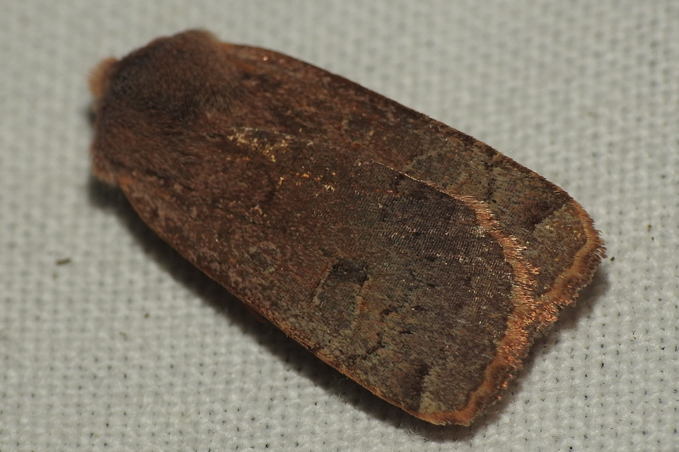 Conistra erythrocephala - vörösfejű őszibagoly