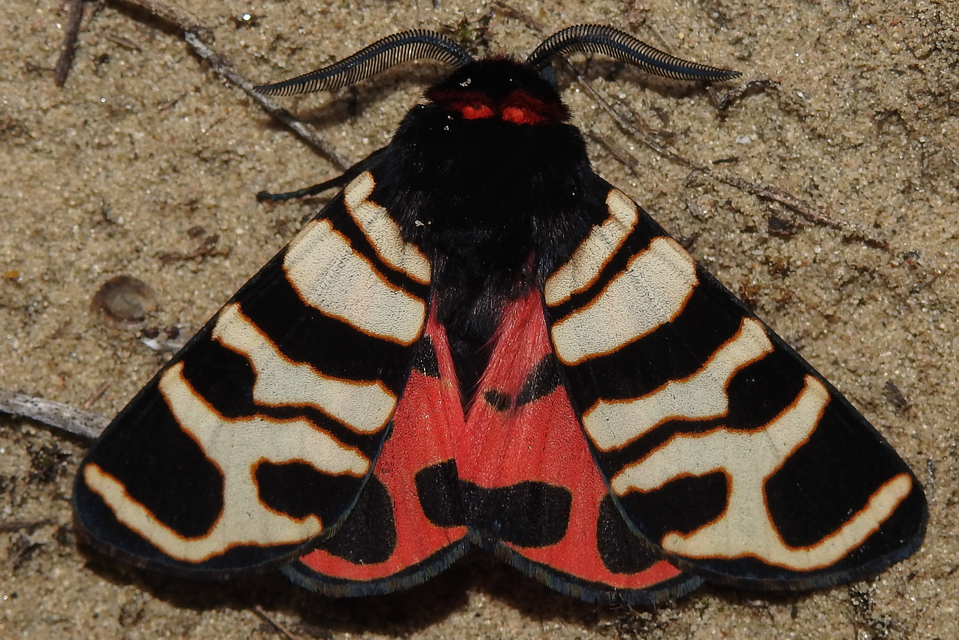 Arctia festiva - díszes medvelepke