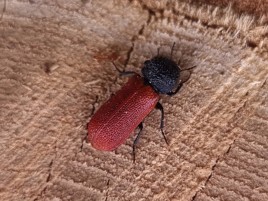 Bostrichus capucinus - piros csuklyásszú
