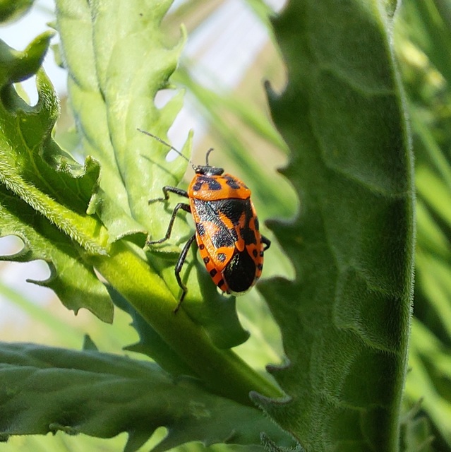 Eurydema ventralis - káposztapoloska