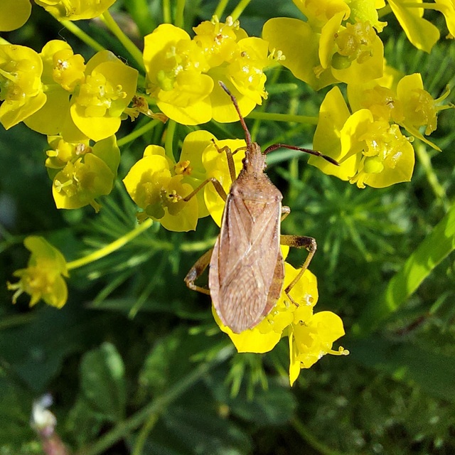 Ceraleptus