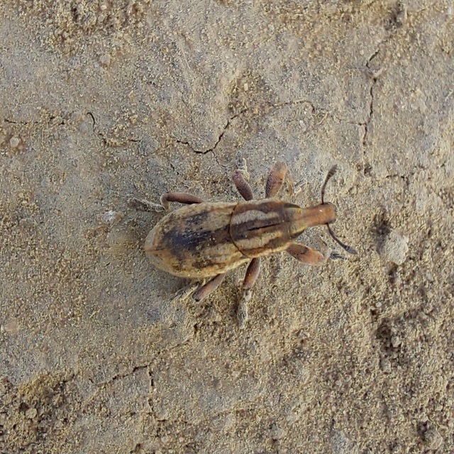 Pseudocleonus cinereus - hamvas barkó