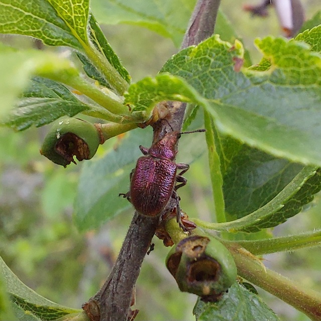 Rhynchites auratus - aranyos eszelény Rhynchites auratus - aranyos eszelény