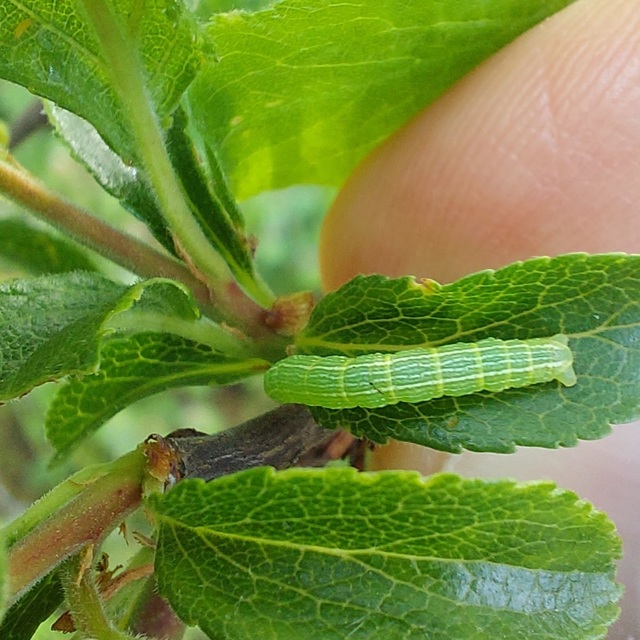 Theria rupicapraria - tavaszi kökényaraszoló