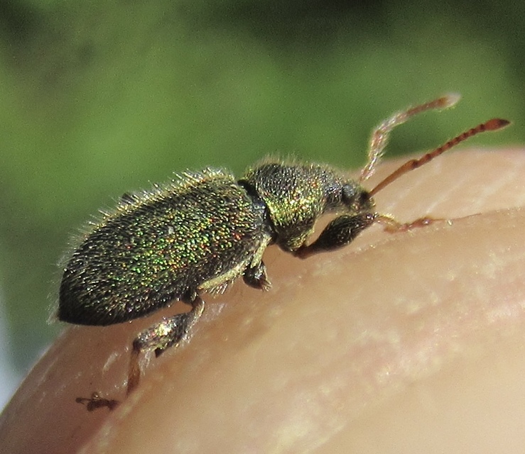 Phyllobius betulinus - változékony levélormányos