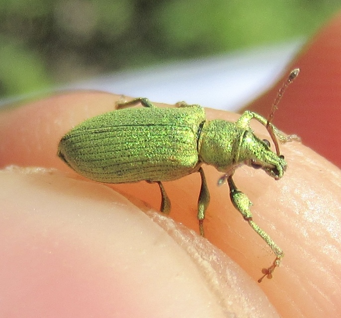 Phyllobius maculicornis - galagonya-levélormányos
