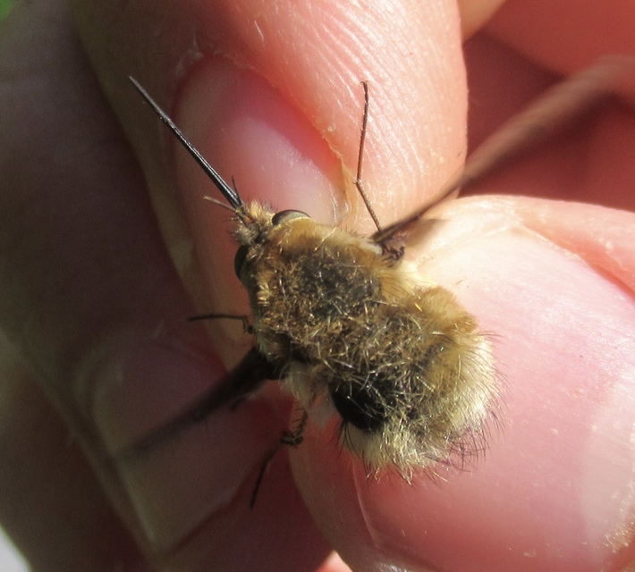 Bombylius medius - fehérfarú pöszörlégy