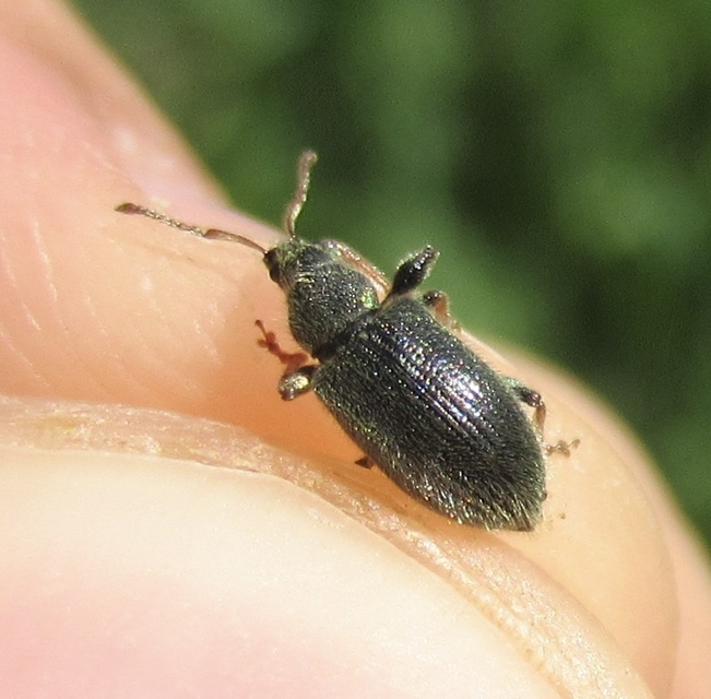 Phyllobius betulinus - változékony levélormányos