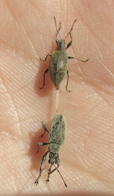 Phyllobius pomaceus - csalán-levélormányos