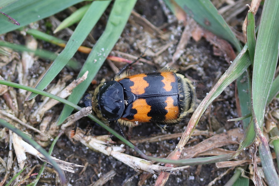 Nicrophorus vespillo - közönséges temetőbogár