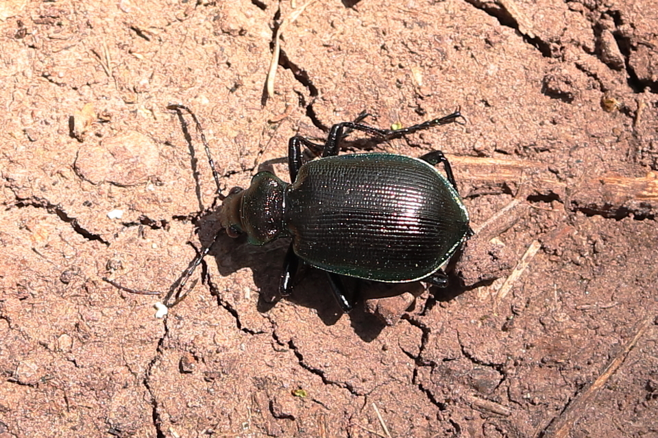 Calosoma inquisitor - kis bábrabló
