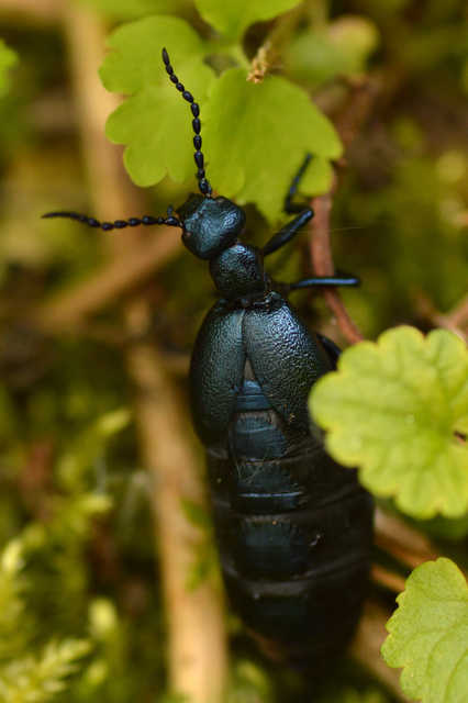 Meloe violaceus - kék nünüke