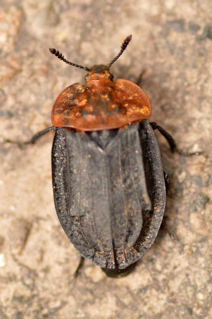 Oiceoptoma thoracicum - vörösnyakú dögbogár