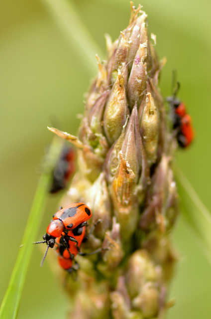 Crioceris quinquepunctata - ötpontos spárgabogár