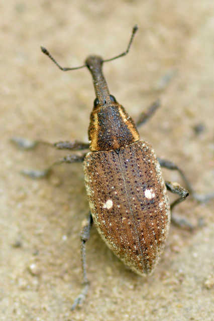 Lepyrus palustris - kétpettyes fűzormányos