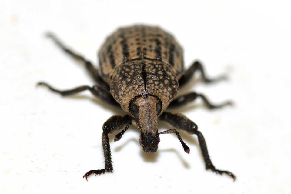 Minyops variolosus - nyugati bordásormányos