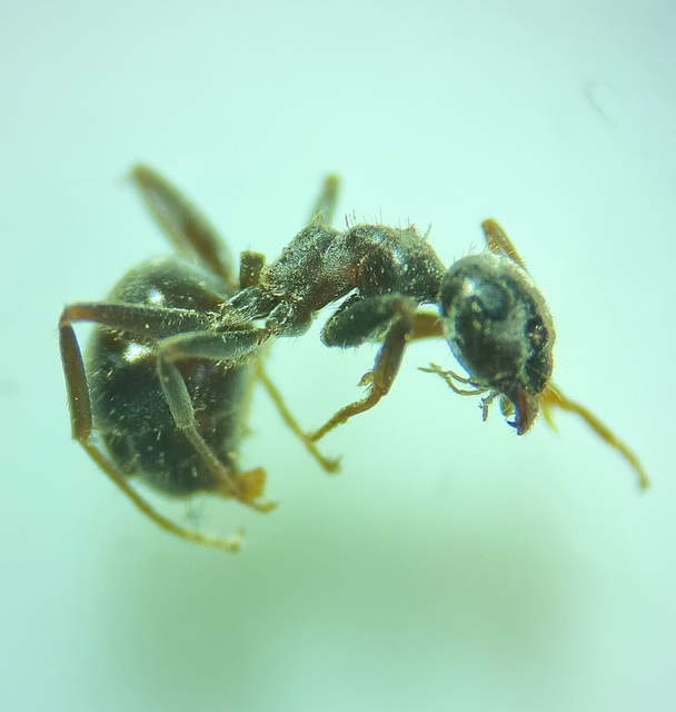Lasius bombycina - pusztai feketehangya