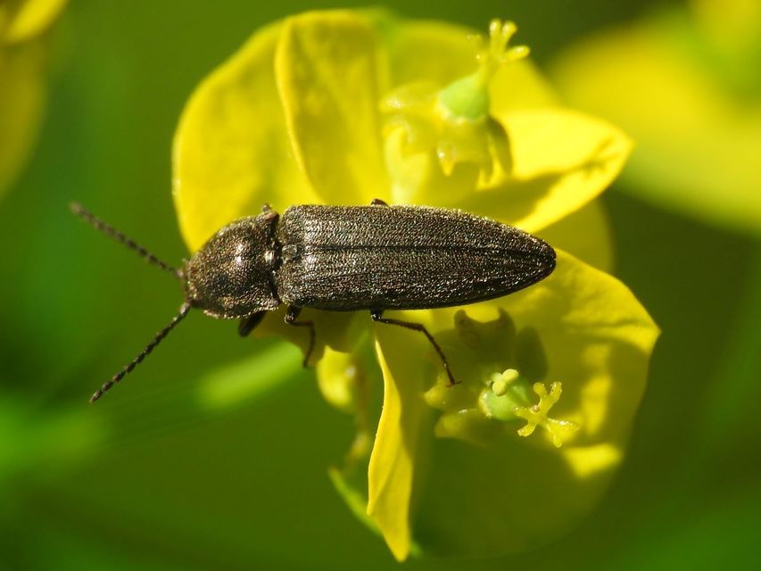 Cidnopus pilosus - szőrös pattanó