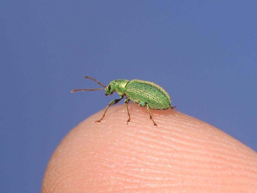 Phyllobius argentatus - ezüstös levélormányos