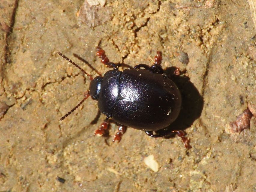 Chrysolina sturmi - vöröslábú levelész