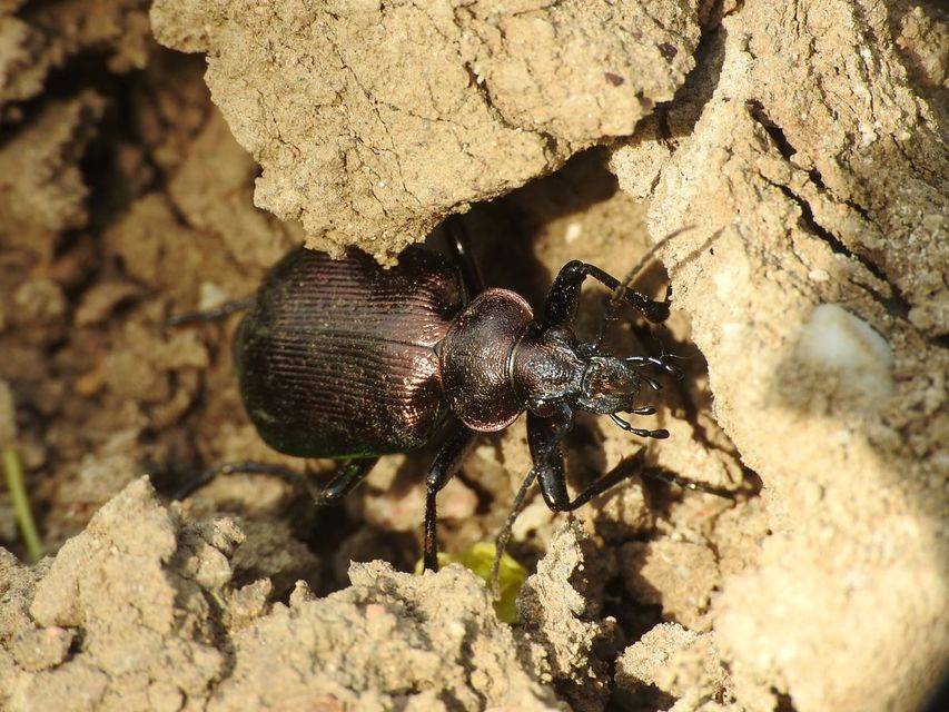Calosoma inquisitor - kis bábrabló