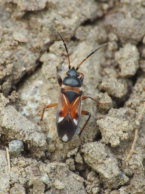 Raglius alboacuminatus - tarka díszesbodobács