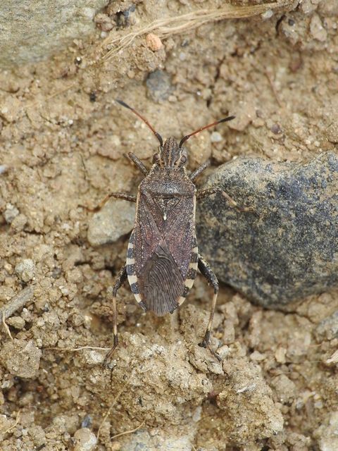 Ceraleptus gracilicornis - tüskéslábú karimáspoloska