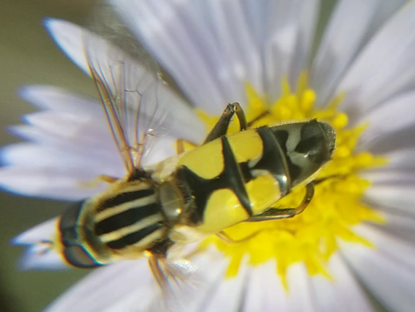 Helophilus trivittatus - nagy mocsárilégy
