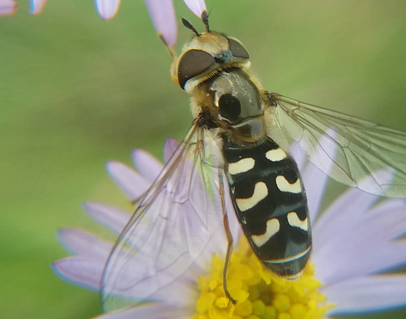 Scaeva pyrastri - gyakori nagyhomlokúlégy