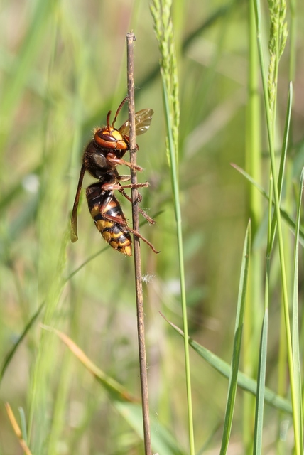 Vespa crabro - lódarázs
